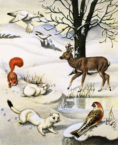 Diverse Dieren in de Winter door English School